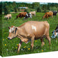 Girls of Summer—Cows Gallery Wrapped Canvas - Wild Wings