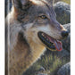 Gray Matter—Wolf Gallery Wrapped Canvas - Wild Wings