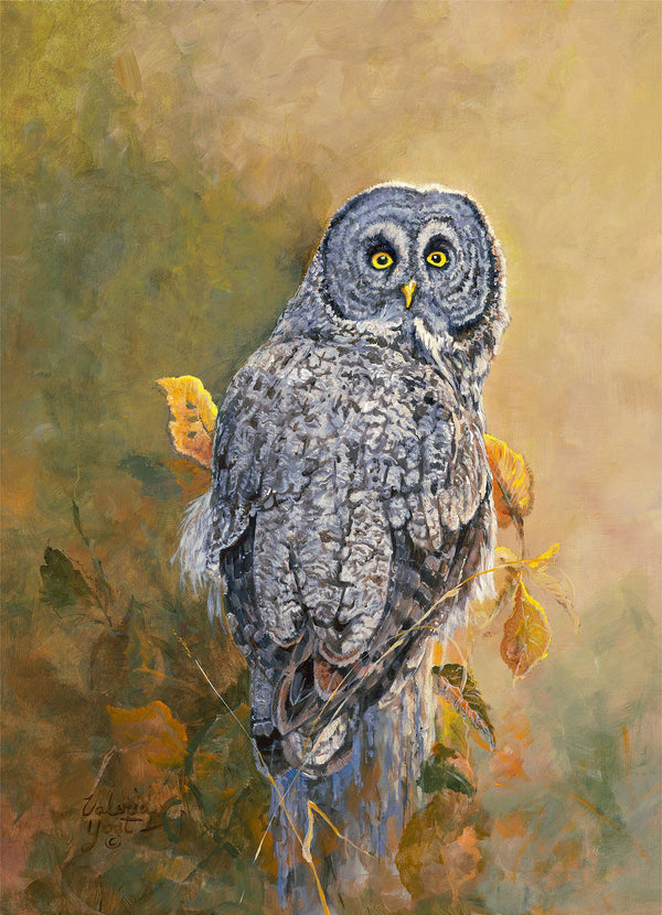 Great Gray Owl Limited Edition Paper Print - Wild Wings