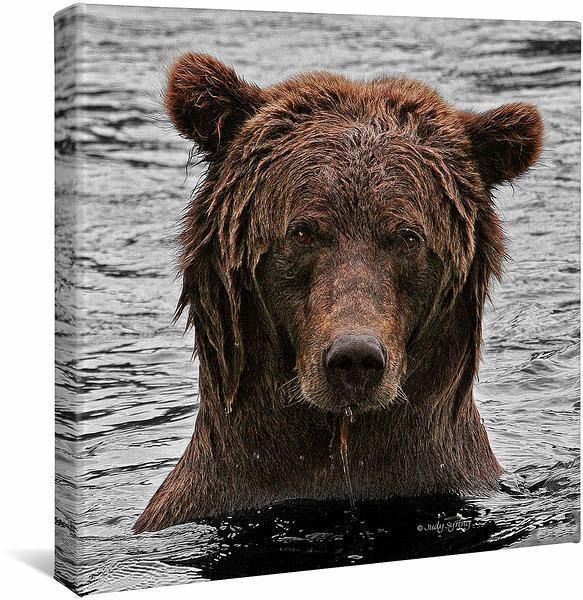 Grizzly Bear Stare Gallery Wrapped Canvas - Wild Wings
