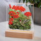 Hummingbird and Geraniums Acrylic Night Light - Wild Wings