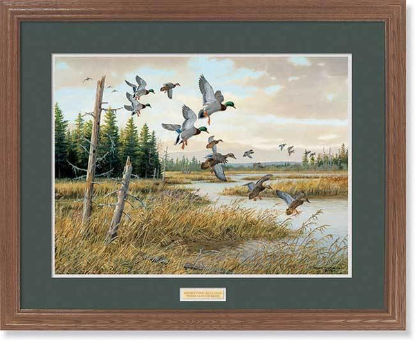 Hidden Pond—Mallards GNA Premium Framed Print - Wild Wings