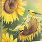 Midas Touch—Goldfinches Gallery Wrapped Canvas - Wild Wings