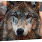 Northern Gaze—Wolf Gallery Wrapped Canvas - Wild Wings
