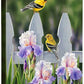 Picket Fence—Goldfinches Gallery Wrapped Canvas - Wild Wings