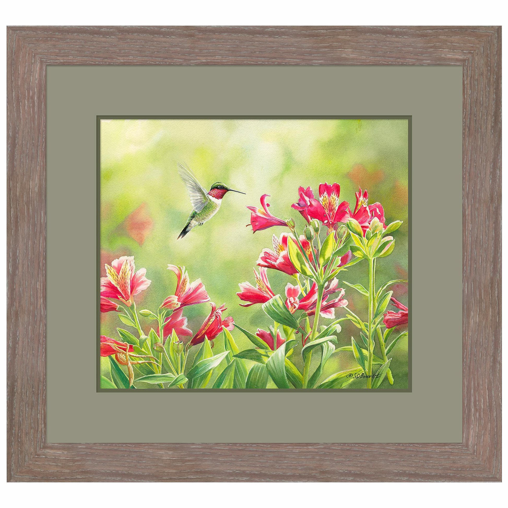 Ruby Throat & Freesias Paper Print - Wild Wings