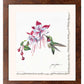 Ruby Throat & Fuschia Deckled Edge Paper Print - Wild Wings