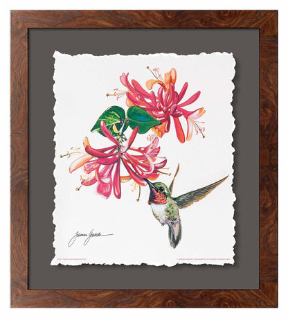 Ruby Throat & Honeysuckle Deckled Edge Paper Print - Wild Wings
