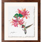 Ruby Throat & Honeysuckle Deckled Edge Paper Print - Wild Wings