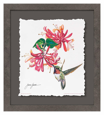 Ruby Throat & Honeysuckle Deckled Edge Paper Print - Wild Wings