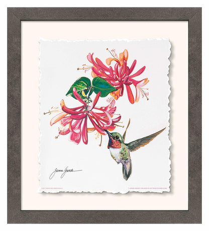 Ruby Throat & Honeysuckle Deckled Edge Paper Print - Wild Wings
