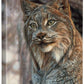Snow Queen—Lynx Gallery Wrapped Canvas - Wild Wings