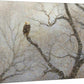 Snowstorm—Bald Eagle Gallery Wrapped Canvas - Wild Wings
