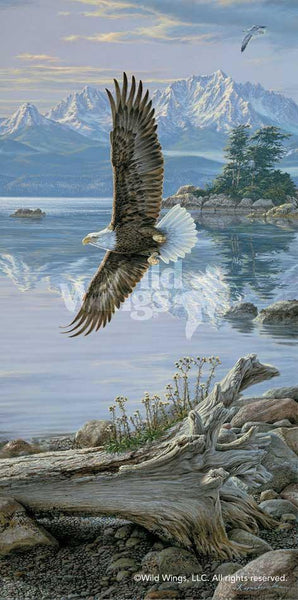 Dawn's Call - Soaring Bald Eagle Art Collection from Wild Wings