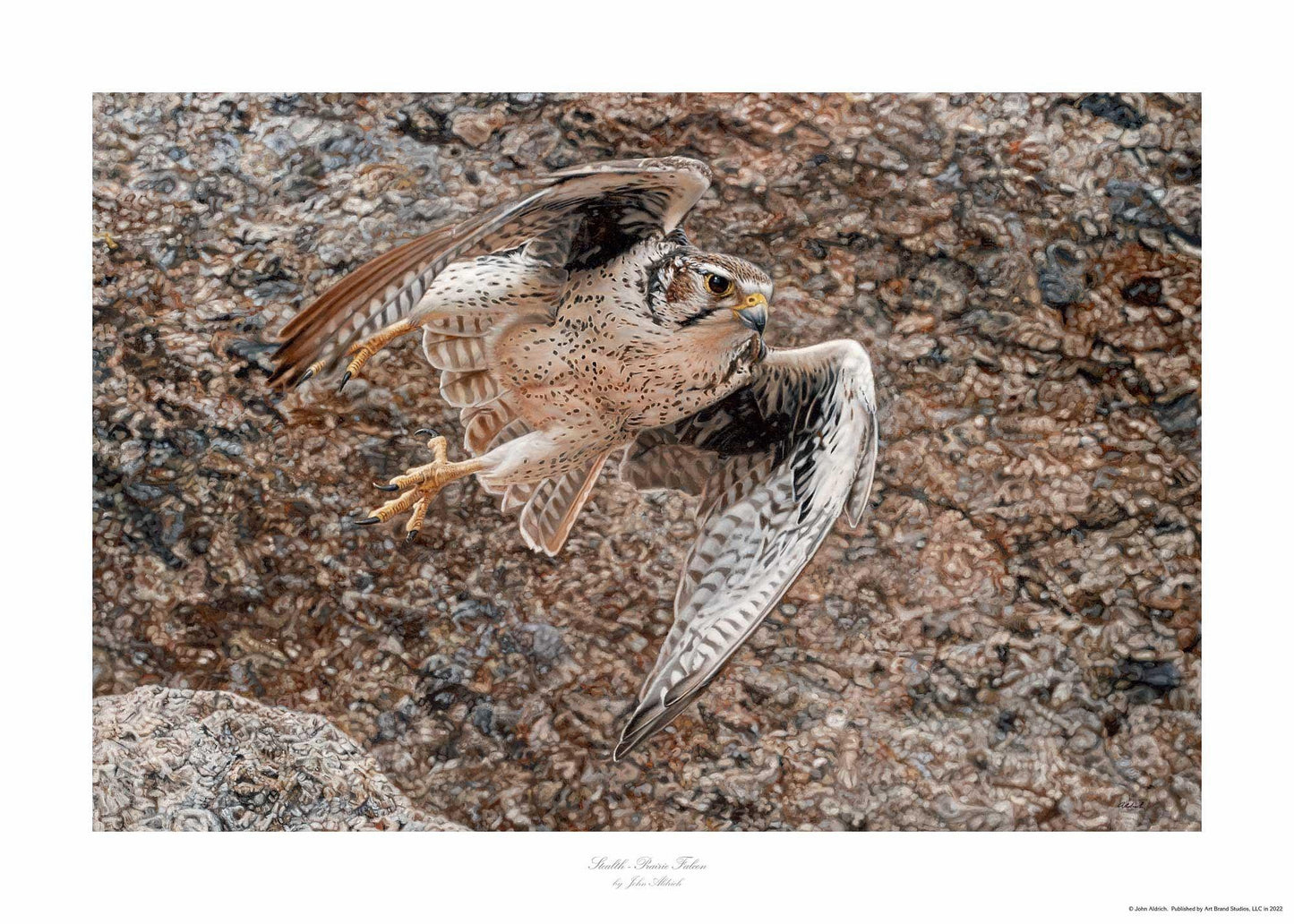 Stealth-Praire Falcon Limited Edition Paper Print - Wild Wings