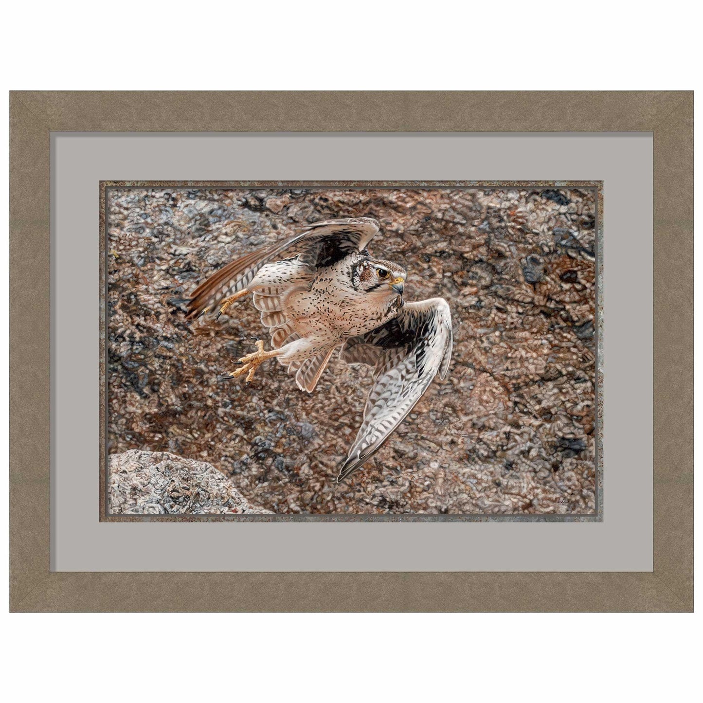 Stealth-Praire Falcon Limited Edition Paper Print - Wild Wings