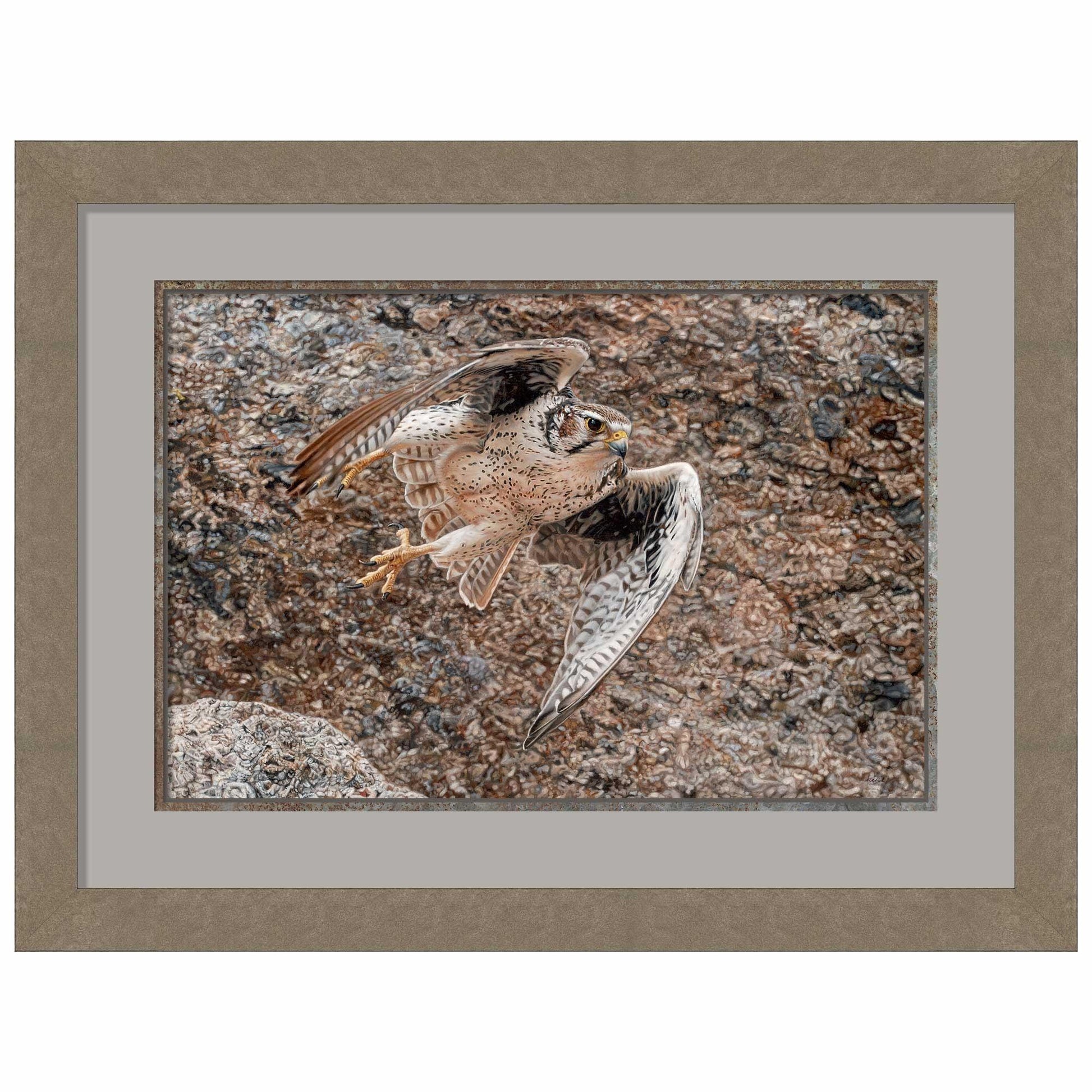 Stealth-Praire Falcon Limited Edition Paper Print - Wild Wings