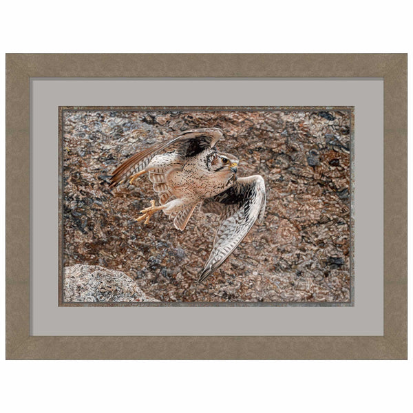 Stealth-Praire Falcon Limited Edition Paper Print - Wild Wings