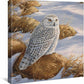 Stoney Outlook—Snowy Owl Gallery Wrapped Canvas - Wild Wings