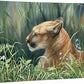 Sunlight Siesta—Cougar Gallery Wrapped Canvas - Wild Wings