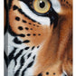 Too Close—Tiger Gallery Wrapped Canvas - Wild Wings