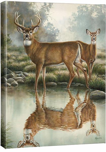 Tranquil Waters—Whitetail Deer Gallery Wrapped Canvas - Wild Wings