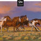 Unbroken—Horses; Standard Numbered Edition (SN) Master Artisan Canvas - Wild Wings