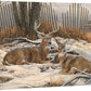 Windbreak Refuge—Whitetail Deer Gallery Wrapped Canvas - Wild Wings