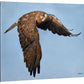 Wingman—Swainson's Hawk Gallery Wrapped Canvas - Wild Wings