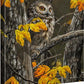 Woodland Saw-whet Gallery Wrapped Canvas - Wild Wings