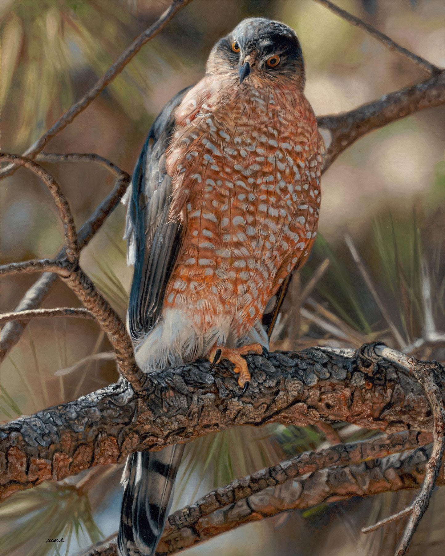 Woodland Sniper-Cooper's Hawk Limited Edition Print - Wild Wings