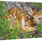 Woodland Wonder—Fawn Gallery Wrapped Canvas - Wild Wings