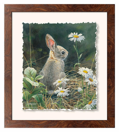 Young Cottontail Deckled Edge Paper Print - Wild Wings