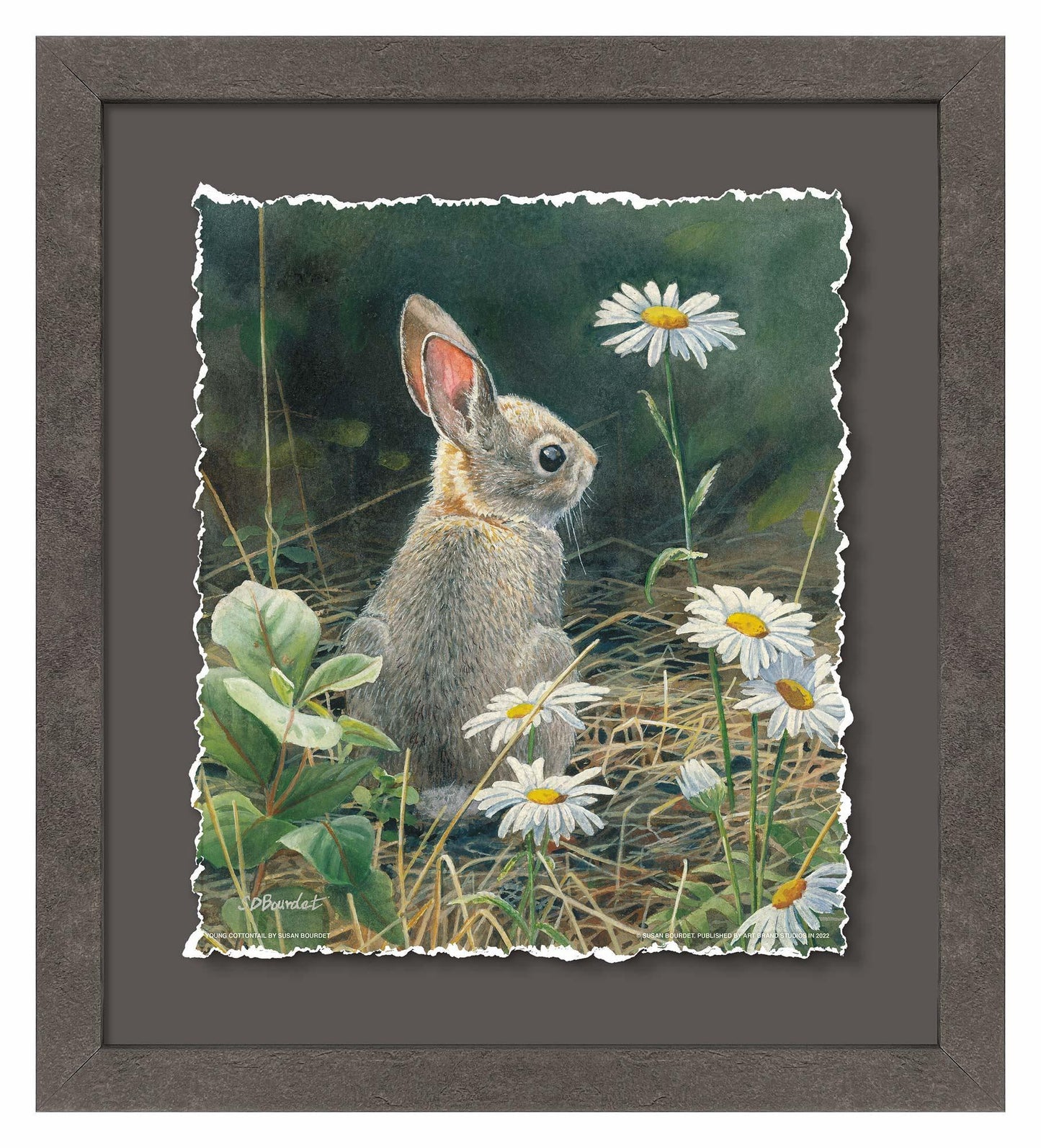 Young Cottontail Deckled Edge Paper Print - Wild Wings
