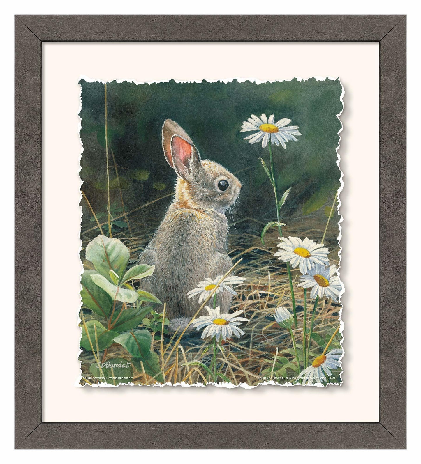 Young Cottontail Deckled Edge Paper Print - Wild Wings